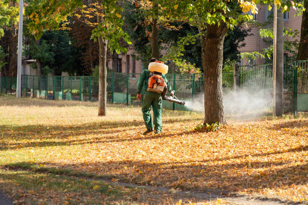 Best Termite Control Services  in Kingwood, WV